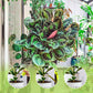 🌿 Compra 1, ottieni 1 OMAGGIO! Nutriente Liquido Multiuso per Piante – Interni & Esterni, Solo 2-3 Volte al Mese per Fioriture Rigogliose! 🌱💧✨