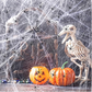 Decorazioni spaventose per feste di Halloween: ragni e ragnatele elastiche
